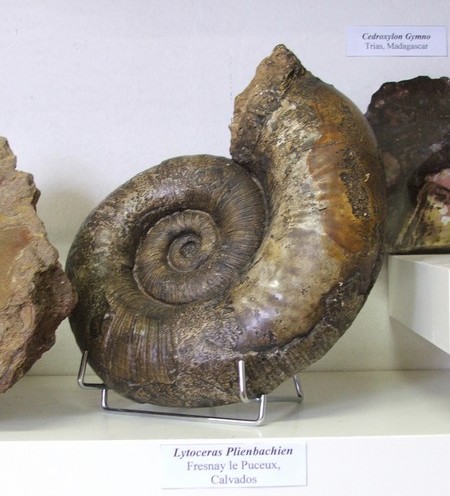 Musée des fossiles et des minéraux à Landrecies