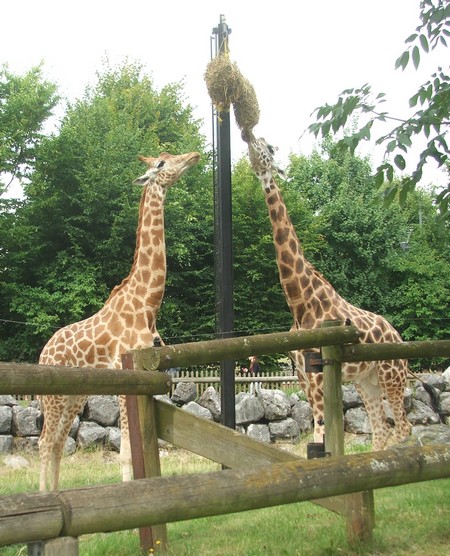 Zoo de Maubeuge