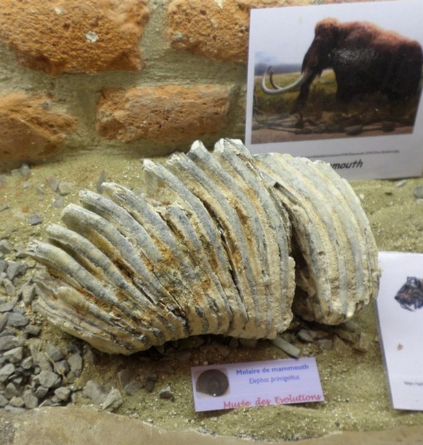 Musée des Évolutions à Bousies, fossiles.