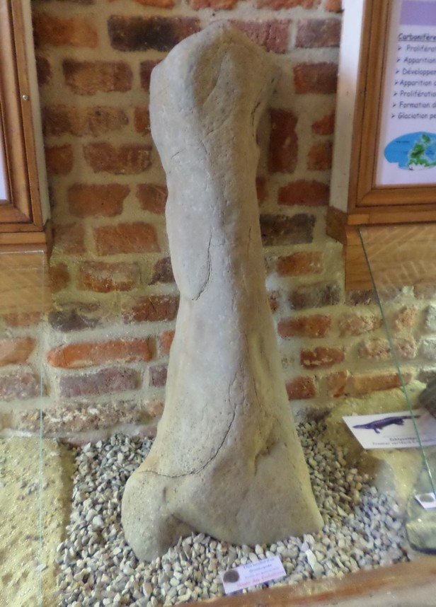 Musée des Évolutions à Bousies, fossiles.