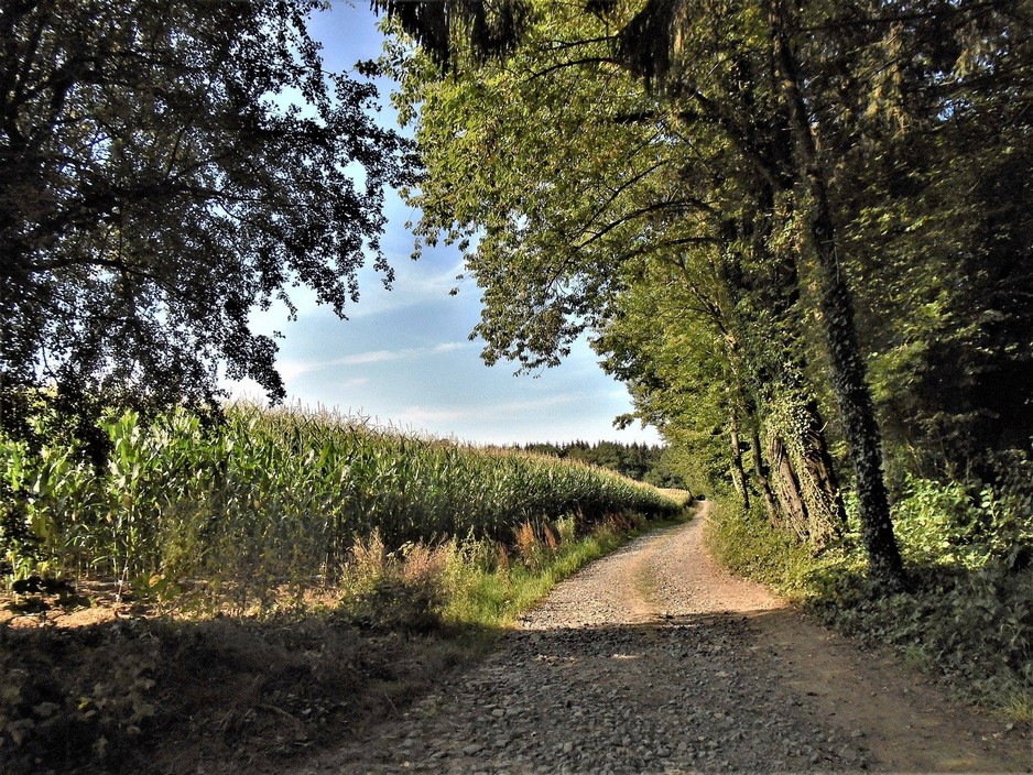 Sentier de randonnée à Anor