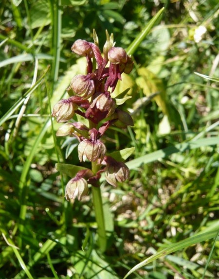 Orchis grenouille aux monts de Baives