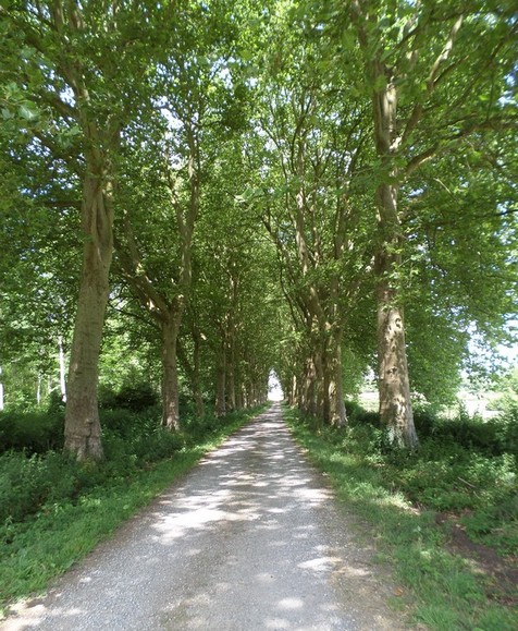 Le Château d'Hugémont à Dompierre sur Helpe. Les platanes de l'allée