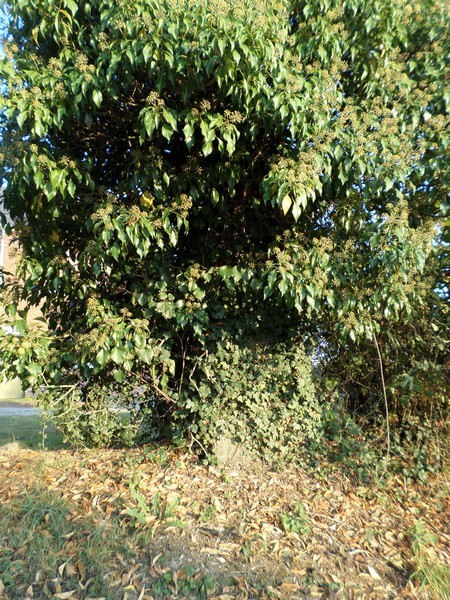 Oratoire à Dimont.