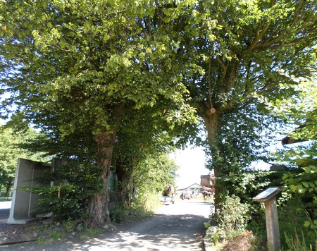 La ferme au pigeonnier à  Jenlain, arbre remarquable