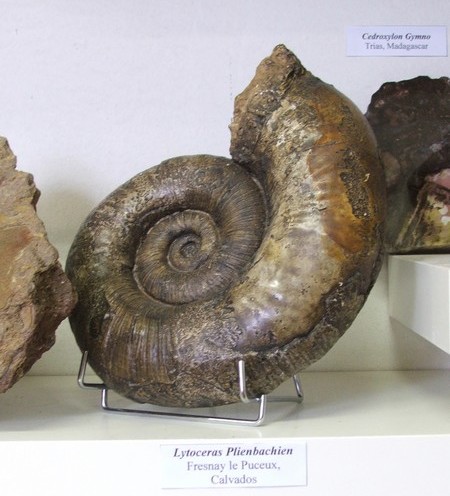 Musée des fossiles et des minéraux à Landrecies