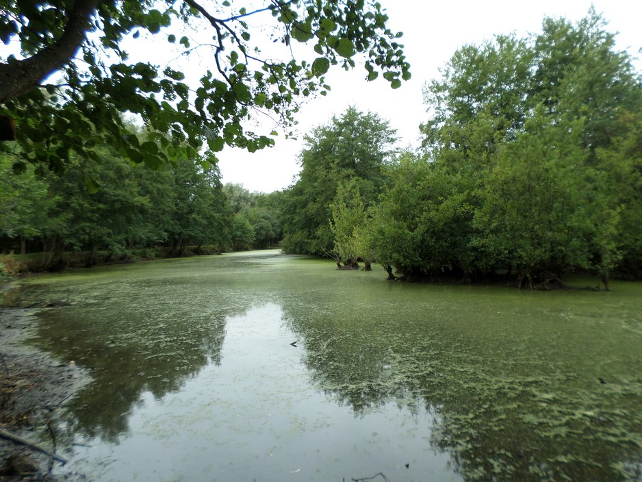 Sentier de promenade autour du bras mort de Leval.