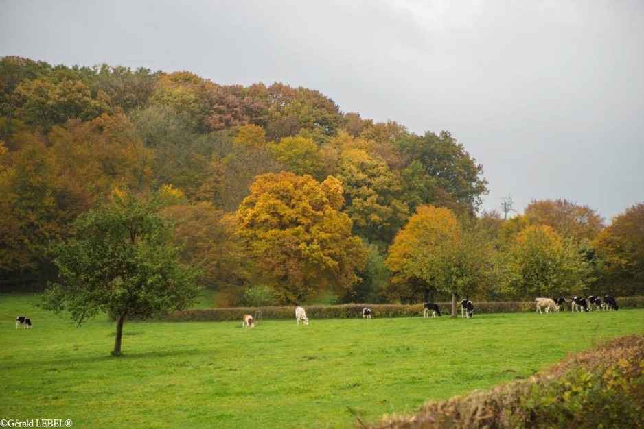 Le bocage près de La ferme de la Motte à Liessies.