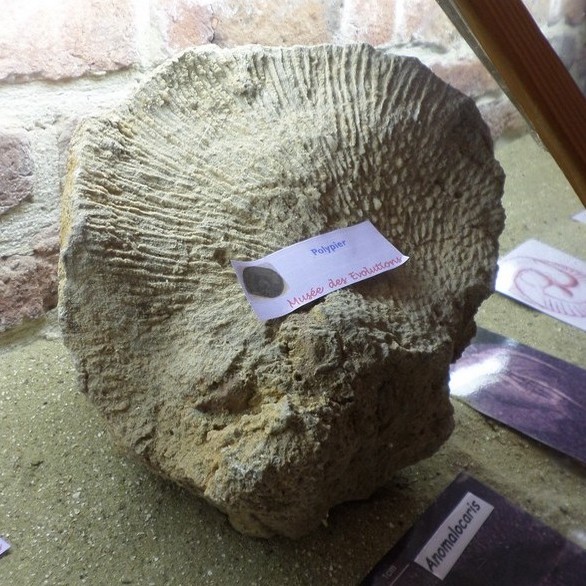 Musée des Évolutions à Bousies, fossiles.