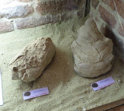Musée des Évolutions à Bousies, fossiles.