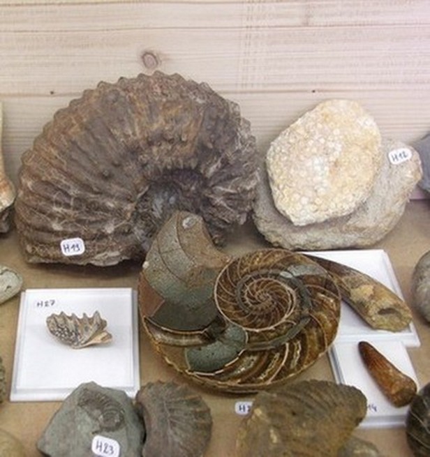 Musée des Minéraux et des Fossiles à Landrecies