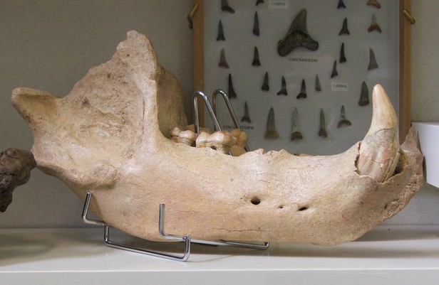 Musée des Minéraux et des Fossiles à Landrecies