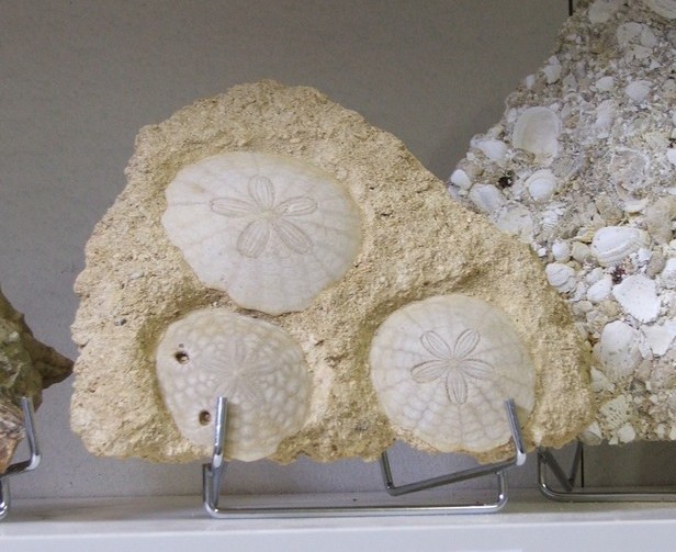 Musée des Minéraux et des Fossiles à Landrecies