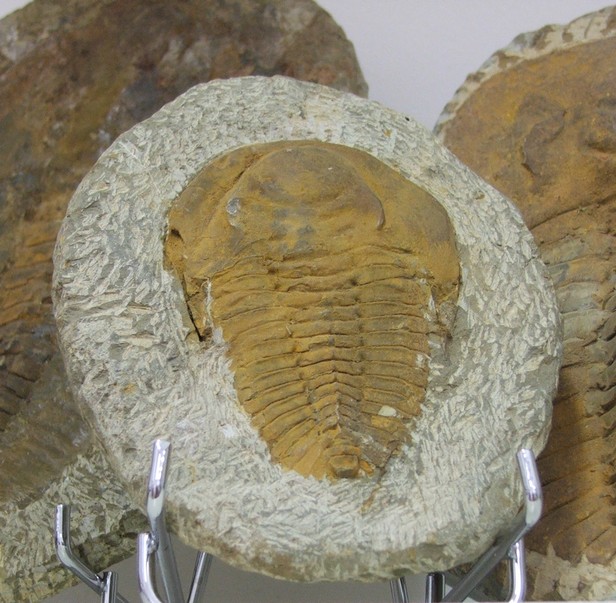 Musée des Minéraux et des Fossiles à Landrecies