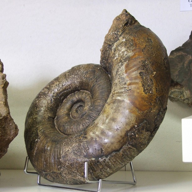 Musée des Minéraux et des Fossiles à Landrecies