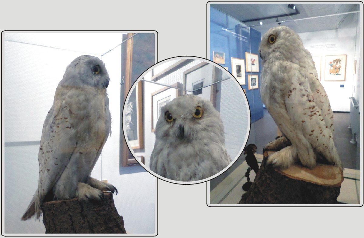 Hiboux Harfang des neiges
