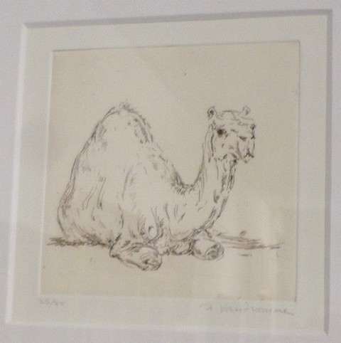Musée Henri Boëz, dromadaire