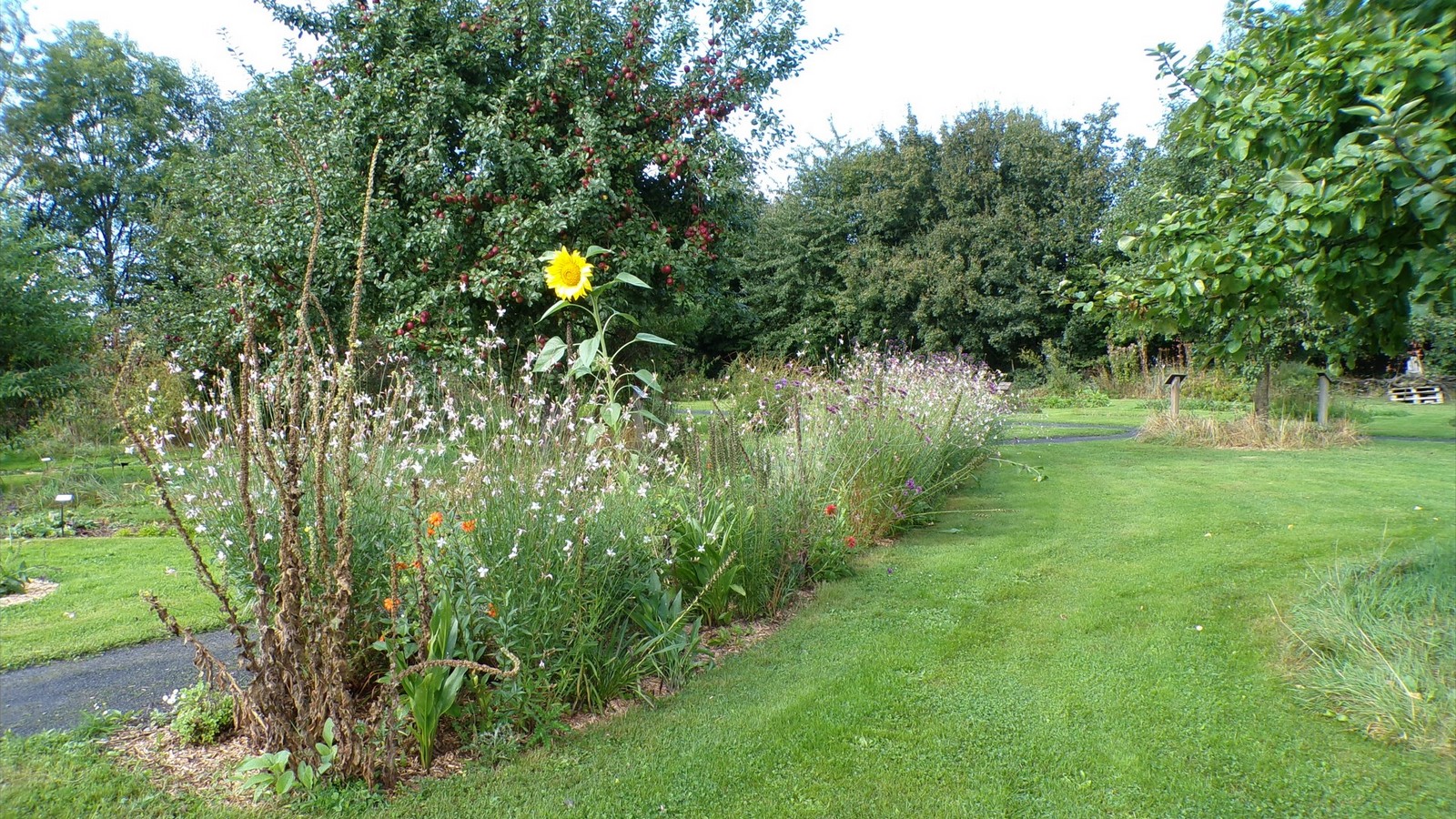 Maison du Bocage à Sains du Nord, parterre de fleurs