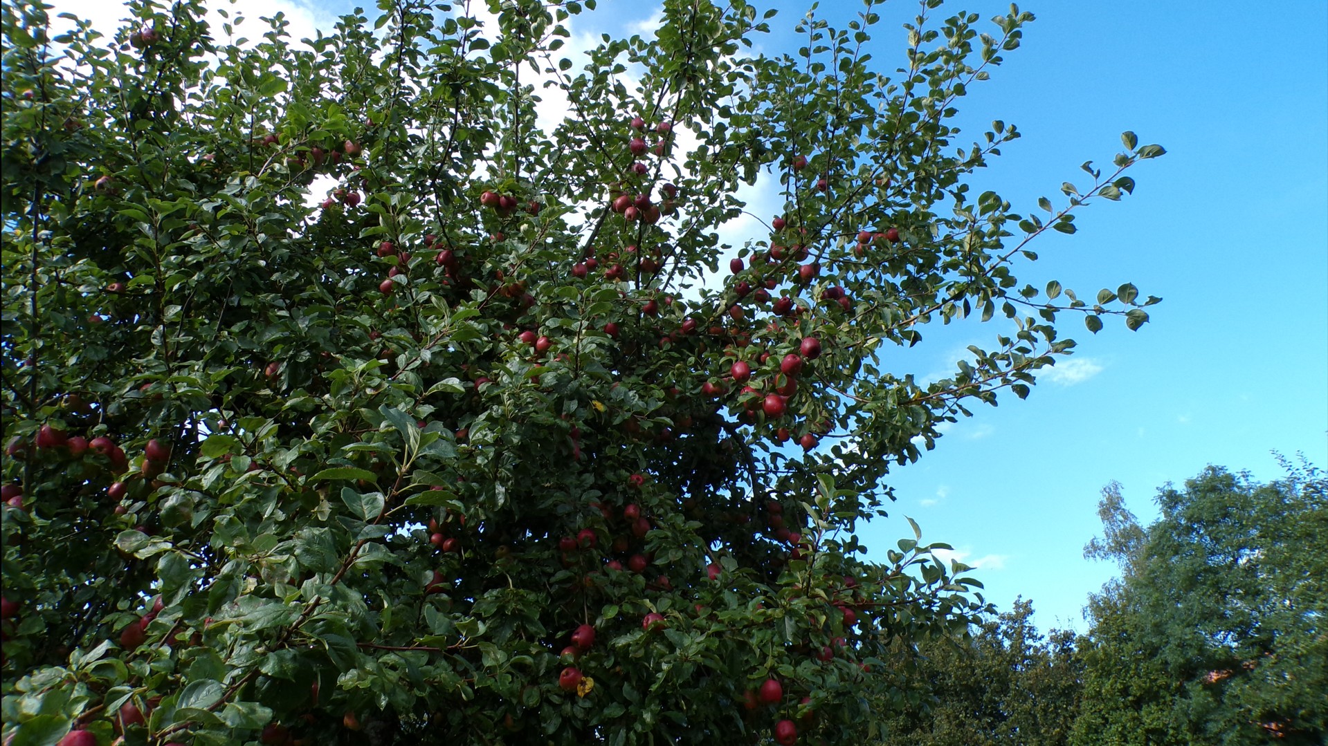 Maison du Bocage à Sains du Nord, récolte des pommes