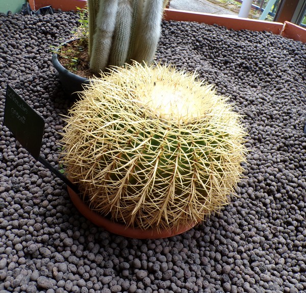 Maison du Bocage à Sains du Nord, serre, cactus