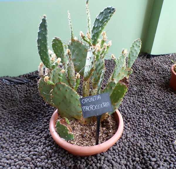 Maison du Bocage à Sains du Nord, serre, cactus