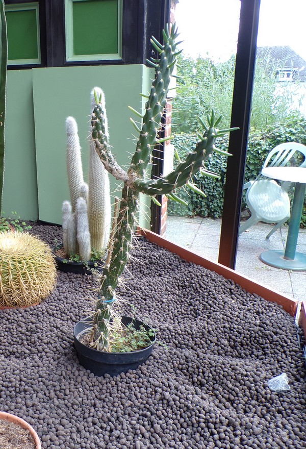 Maison du Bocage à Sains du Nord, serre, cactus