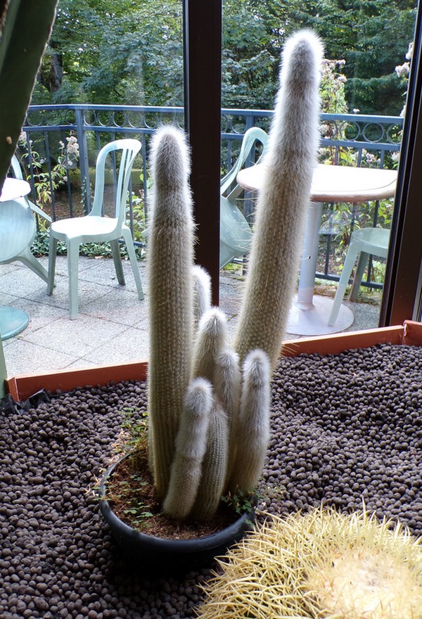 Maison du Bocage à Sains du Nord, serre, cactus