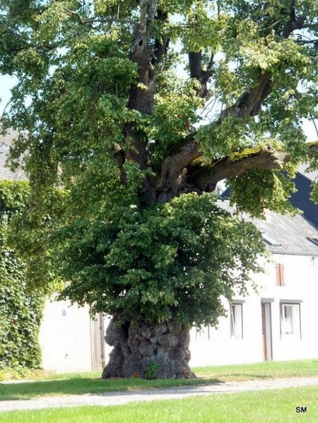 Arbre d'Obrechies