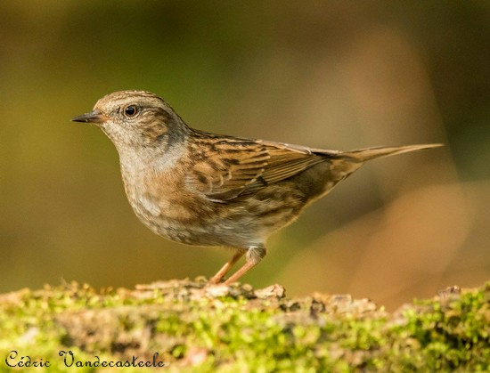 Les oiseaux de l'Avesnois, Accenteur-mouchet