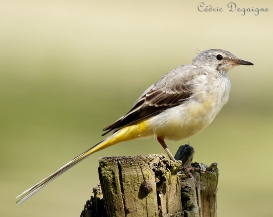 Les oiseaux de l'Avesnois, Bergeronnette des ruisseaux juvenile