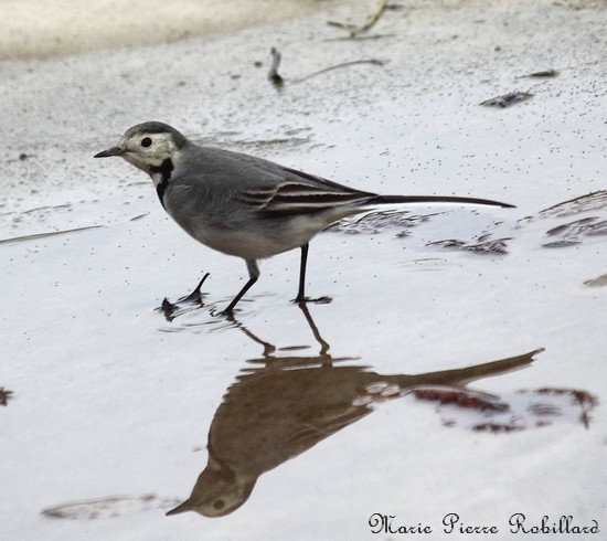 Les oiseaux de l'Avesnois, Bergeronnette grise