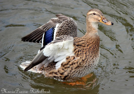 Les oiseaux de l'Avesnois, Canard colvert
