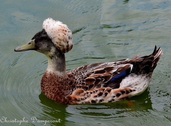Les oiseaux de l'Avesnois, Canard huppé