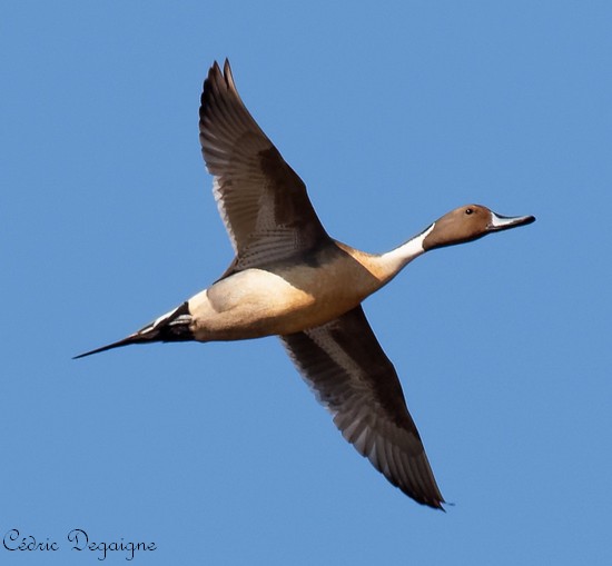 Les oiseaux de l'Avesnois, Canard pilet mâle