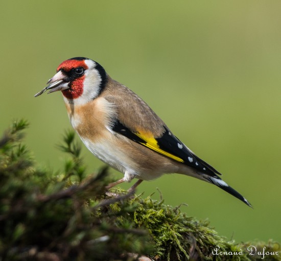 Les oiseaux de l'Avesnois, oiseau