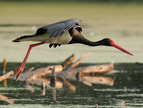Les oiseaux de l'Avesnois, Cigogne noire
