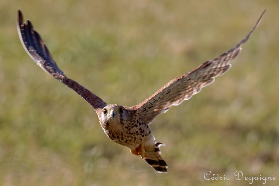 Les oiseaux de l'Avesnois, Faucon crécerelle
