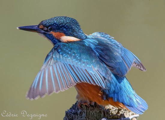 Les oiseaux de l'Avesnois, Martin pêcheur