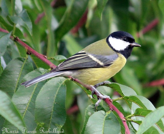 Les oiseaux de l'Avesnois, Mésange chabonnière