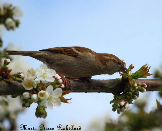 Les oiseaux de l'Avesnois, Moineau domestique