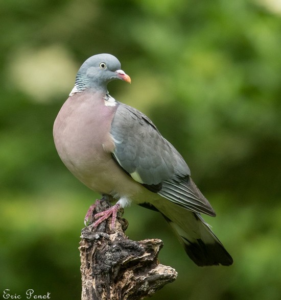 Les oiseaux de l'Avesnois, Pigeon-ramier