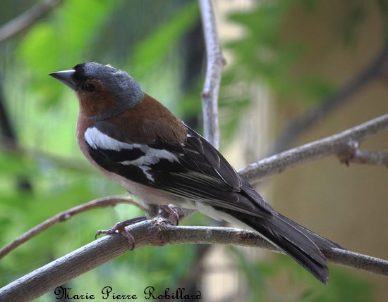 Les oiseaux de l'Avesnois, oiseau