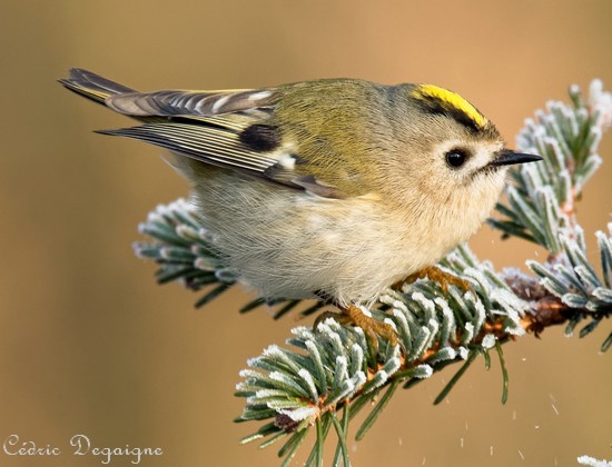 Les oiseaux de l'Avesnois, Roitelet huppé