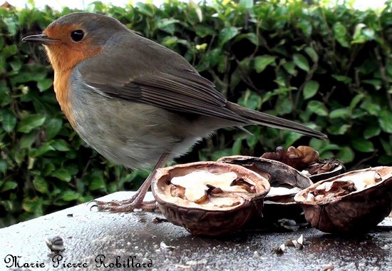 Les oiseaux de l'Avesnois, Rouge gorge