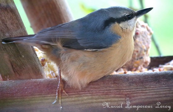 Les oiseaux de l'Avesnois, Sitelle torchepot