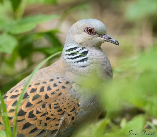 Les oiseaux de l'Avesnois, Tourterelle des bois
