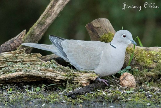 Les oiseaux de l'Avesnois, Tourterelle turque