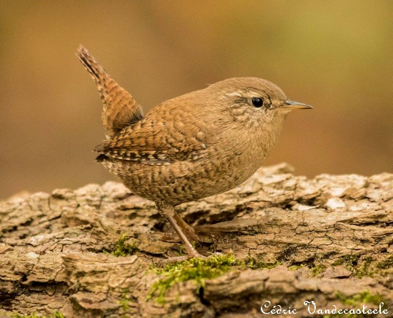 Les oiseaux de l'Avesnois, Troglodyte mignon