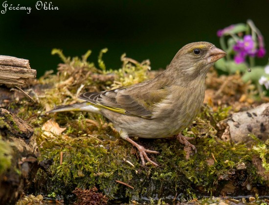Les oiseaux de l'Avesnois, oiseau