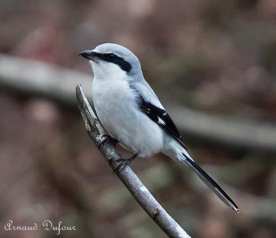Les oiseaux de l'Avesnois, Martin pêcheur